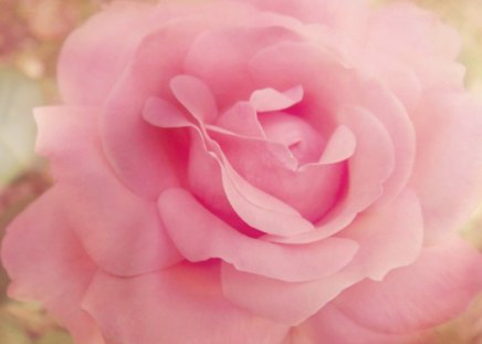 Innocent Love♥ - pretty, innocent, love, pink, sweet, heavenly, rose, close, softness