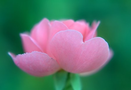 PRETTY IN PINK - flowers, roses, pink, pretty