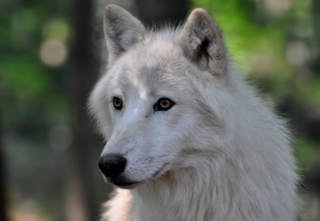 WHITE WOLVE - wolf, schoenbrunn, wolve, zoo