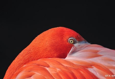 FLAMINGO - flamingo, orange, zoo, red