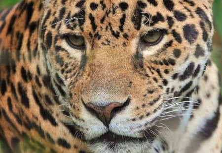 JAGUAR - raubtiere, jaguar, zoo, jungle