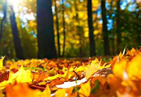 Autumn Leaves - pretty, sunny, brown, sunrise, sunrays, autumn splendor, nice, woods, sunlight, beauty, colors, nature, sunset, in the woods, autumn, green, cute, amazing, autumn colors, splendor, landscape, grass, forest, leaves, sky, sun, trees, beautiful, lovely, tree, rays, autumn leaves, peaceful