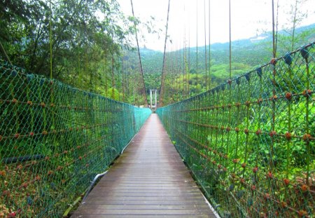 Suspension bridge - suspension bridge, mountain, tree, hiking