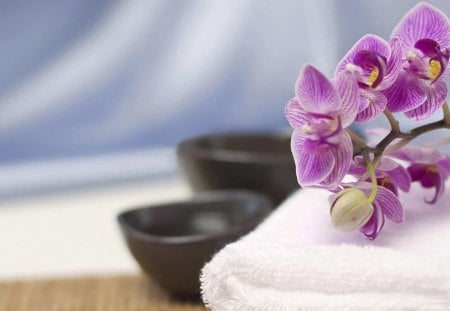 orchids - flowers, orchids, still life, spa