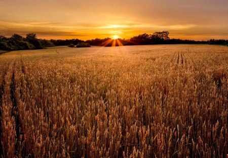 FIELD at SUNSET - field, wheat, sunset, nature