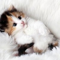 cute little kitty