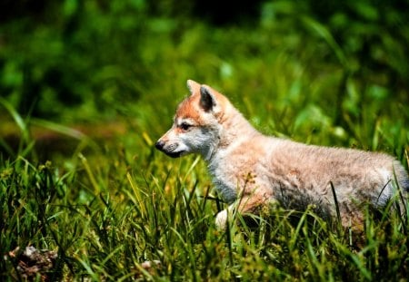 WOLF PUP