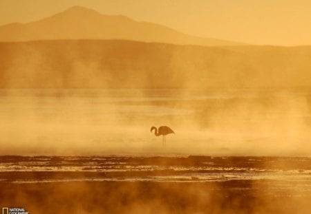 Flamingo day out - bird, sunset, water, flamingo