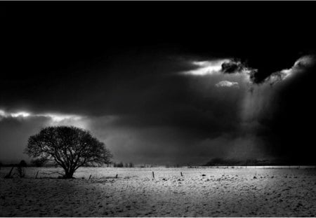 Black Day - sky, tree, black, cloud