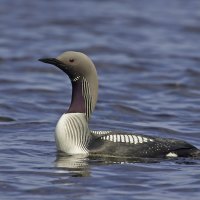 Black Throated Diver