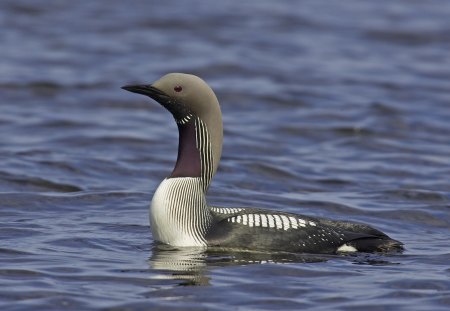 Black Throated Diver - diver birds, black throated diver, bird, birds