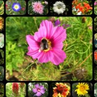 â™¥      Summer Flowers Collage With Bumblebee      â™¥