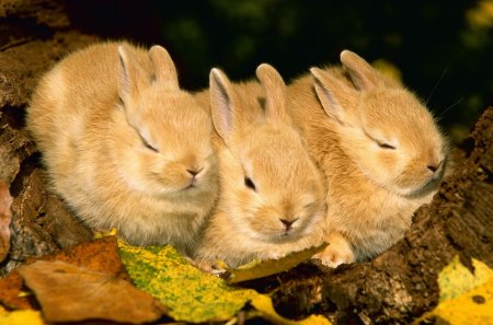 Rabbits - rabbit, rabbits, beautiful, rodents, cute, animals