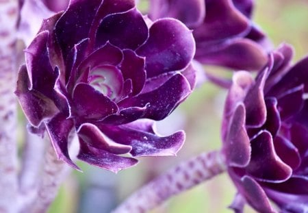 Purple Flowers - nature, purple, beautiful, flowers, purple flowers