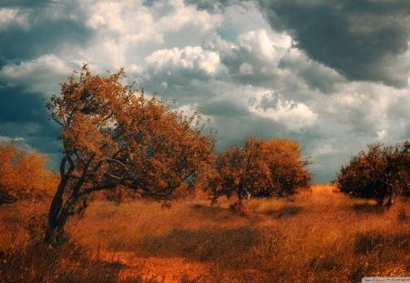 apple grove in armania - grove, trees, clouds, autumn