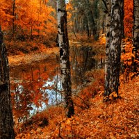 Fall forest