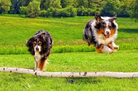 Australian shepherds - summer, forest, meadow, animals, running, grass, jumping, dogs, field, australian, shepherds, park, green