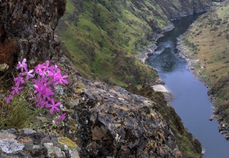 beautiful river in canyon - flowers, rocks, canyon, river