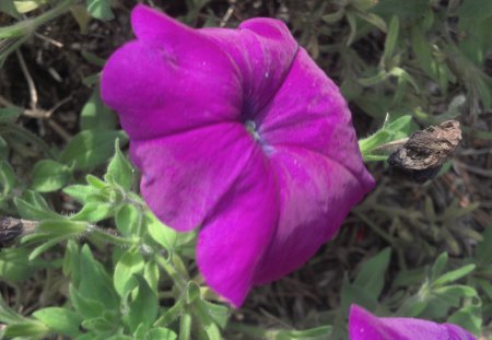 Pretty Purple Flower - pretty bed of flowers, red flowers, white flower, purple flower, white, white flowers, purple, pretty flowers, red, red flower, purple flowers