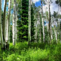 in the heart of a birch forest