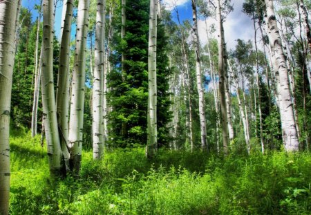 in the heart of a birch forest - birch, sky, forest, grass