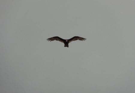 Bird of Prey - bird of prey, sky, bird, clouds