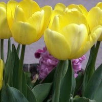 Yellow Tulips