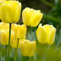 Tulips In The Spring