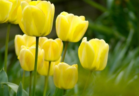 Tulips In The Spring - flowers, spring, yellow, tulips