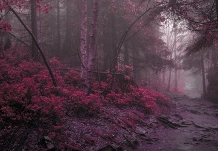 purple forest - purple, forest, path, bush, flowers, fog