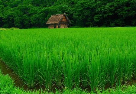 beautiful green rice field - rice, green, field, forest, hut