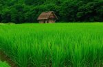 beautiful green rice field