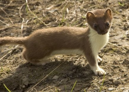 Photogenic Weasel - animal, brown, weasel, rodent