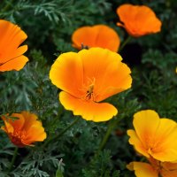 Golden State Poppies