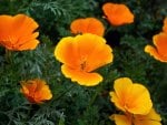 Golden State Poppies