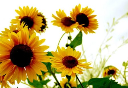 Sunfoofy's - nice, flowers, yellow, sun