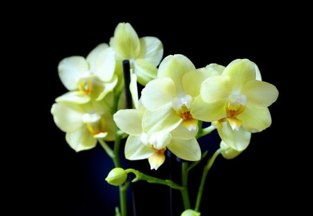 Graceful Blossoms - flowers, orchids, soft, exotic