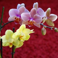 Delicate Orchids