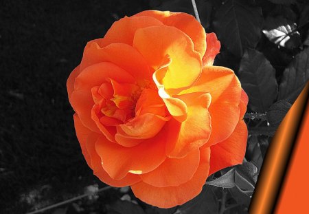 ♥     Orange Garden Rose     ♥ - flowers, roses, nature, summer, garden, rose, orange