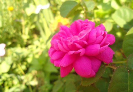 Soft rose - nature, soft, delicate, pink, rose, garden