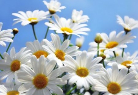 Reaching the sky - daisies, flowers, white, sunny, cute, lovely, petals, sky