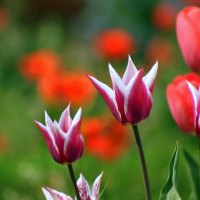 Lovely tulips