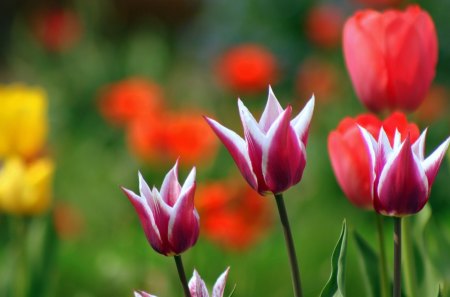 Lovely tulips - flowers, tulips, tenderness, soft, red, petals