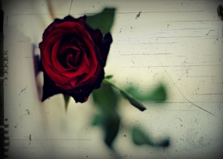 Red Rose - alone, flower, red, queen