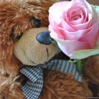 A ROSE FOR TEDDY