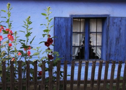 COUNTRY WINDOW - curtains, shutters, gardens, fences, window, blue, country homes, flowers, hollyhocks