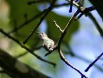 Hummingbird in Tree