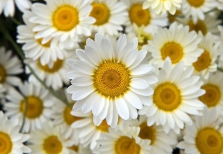 Fresh Flowers - white, fresh, flowers, yellow