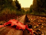 Autumn road