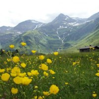 FIELD OF BUTTERCUPS